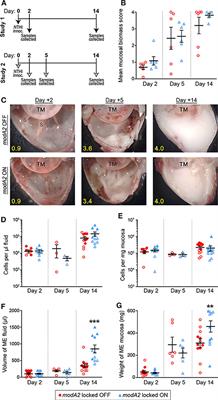 A Bacterial Epigenetic Switch in Non-typeable Haemophilus influenzae Modifies Host Immune Response During Otitis Media